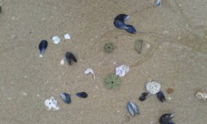 beach art