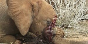 18402_ElephantTusk_1_460x230