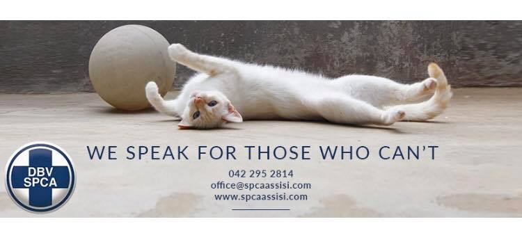 SPCA ASSISI